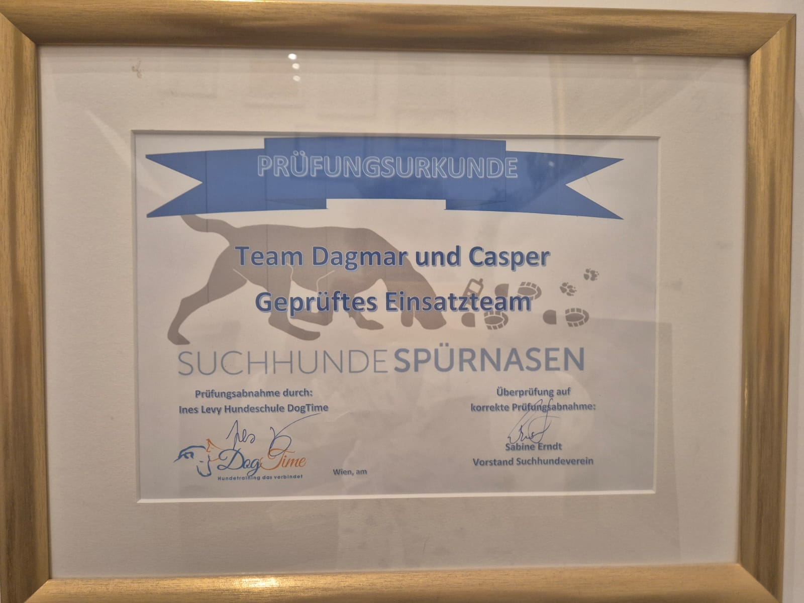 Labrador Caspar - Suchhunde-Zertifizierung